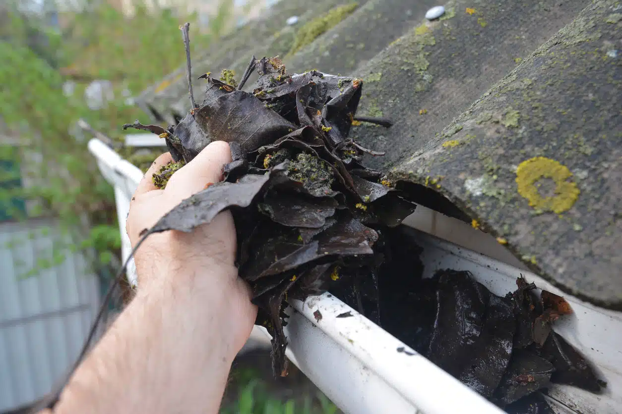 How Algae, Moss, and Mold Destroy Your Roof — How to Stop It Before It's Too Late